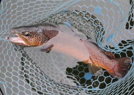 2/28　ウグイスの初鳴きを観測 ～岡崎ト…